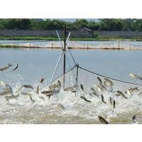 微生態(tài)制劑地衣芽孢桿菌在水產(chǎn)養(yǎng)殖中的科學(xué)應(yīng)用