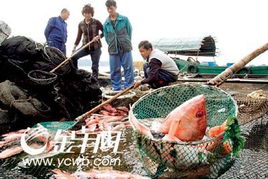 湛江水產(chǎn)養(yǎng)殖業(yè)面臨嚴(yán)峻考驗(yàn)，多地養(yǎng)殖項(xiàng)目幾近全軍覆沒