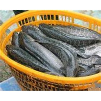 襄陽高粱豐收在望，汈汊湖水產養殖產業聯動發展新機遇